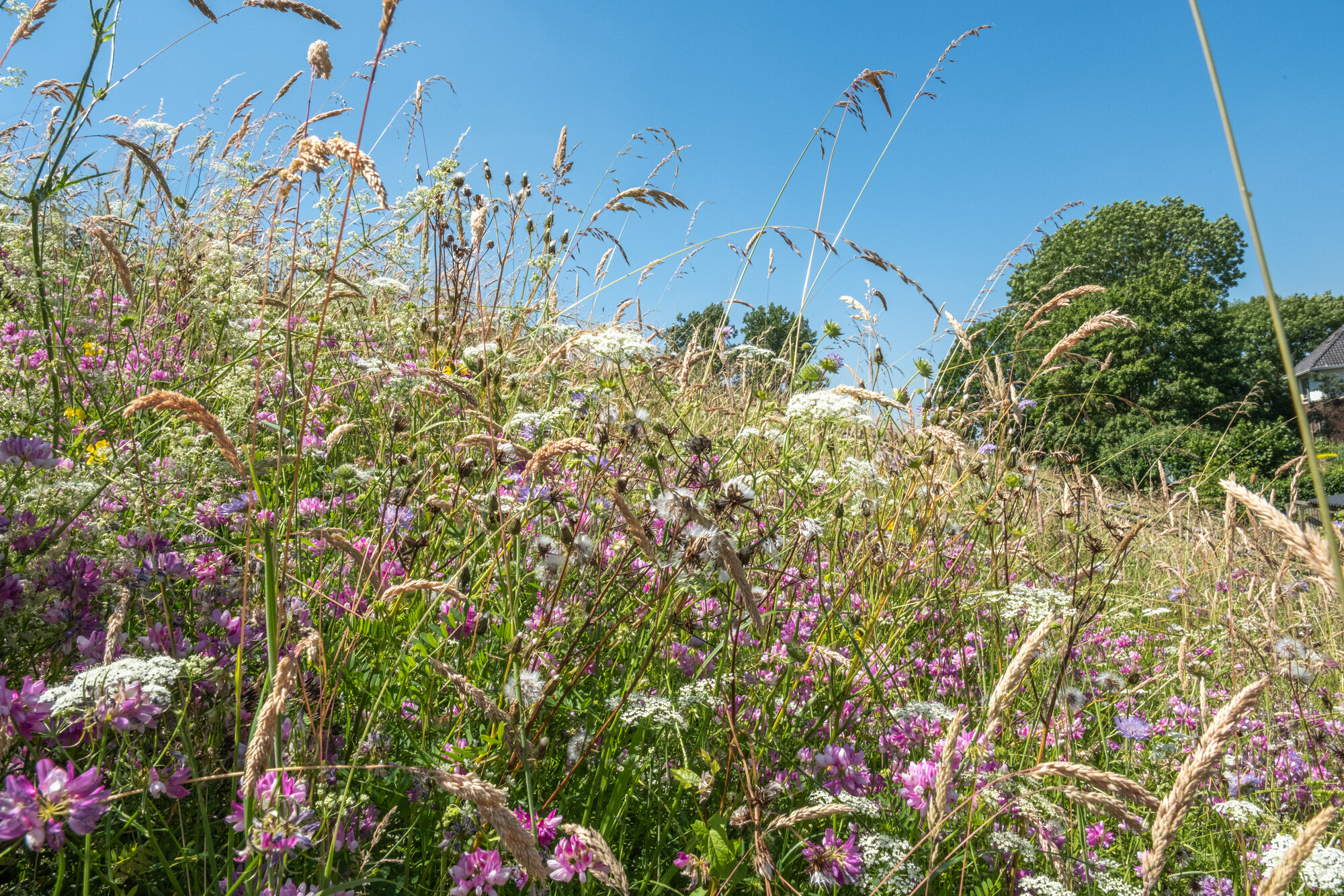 Bloemen op de Grebbedijk